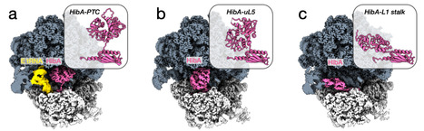 A family of ribosome hibernation factors widespread in Archaea | Ncm | RMH | Scoop.it