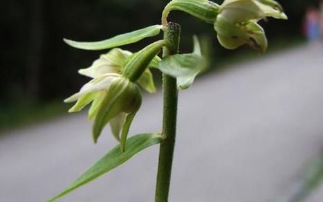 Une orchidée sur les trottoirs ! | Vigie Nature | Les Colocs du jardin | Scoop.it