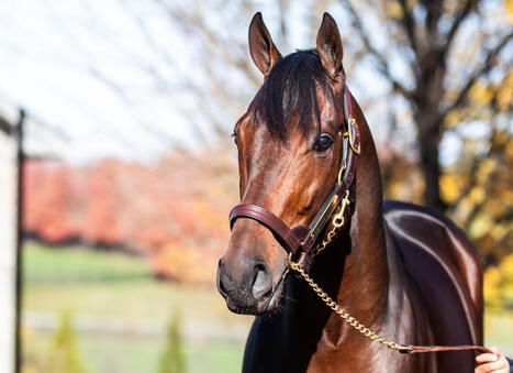 Foal Crop Drops Again; Sierra Leone is Most Active Sire | Racing Regulatory Issues | Scoop.it