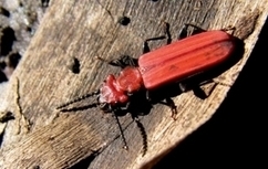 Le quart de la biodiversité forestière est « saproxylique » (associée au bois mort et aux micro-­habitats portés par les [vieux] arbres) | Biodiversité | Scoop.it