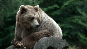 Une trentaine d'associations françaises et espagnoles lancent une pétition pour l'ours dans les Pyrénées - France 3 Midi-Pyrénées | Vallées d'Aure & Louron - Pyrénées | Scoop.it
