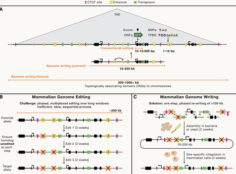 Mammalian genome writing: Unlocking new length scales for genome engineering | CEL | RMH | Scoop.it