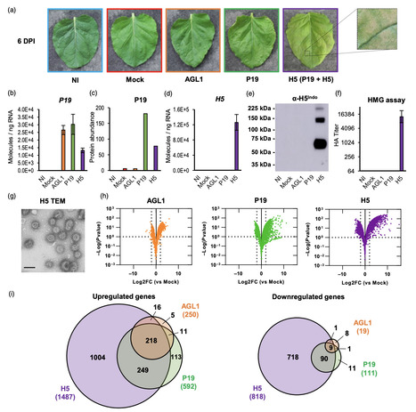 Original Paper in Plant Biotechnol J • Michaud Lab 2023 • Molecular responses of agroinfiltrated Nicotiana benthamiana leaves expressing suppressor of silencing P19 and influenza virus-like particles | Originals | Scoop.it
