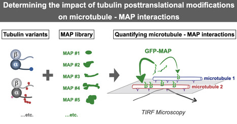 D&eacute;coder le code de la tubuline | Life Sciences Universit&eacute; Paris-Saclay | Scoop.it