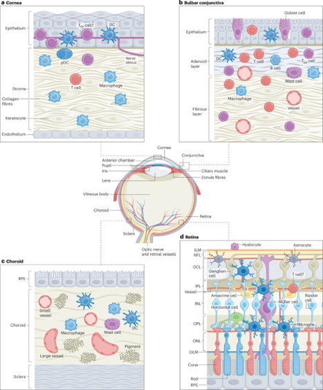 Redefining our vision: an updated guide to the ocular immune system | Nature Reviews Immunology | Immunology | Scoop.it