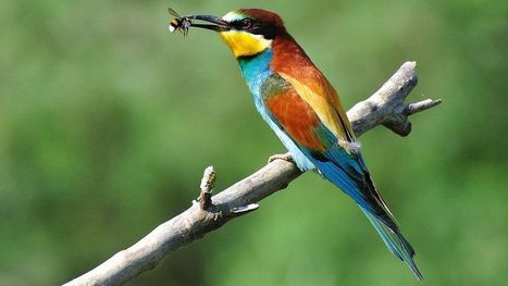 A quoi sert un atlas des oiseaux nicheurs en Bourgogne-Franche-Comt&eacute; ? - France 3 Bourgogne-Franche-Comt&eacute; | Biodiversit&eacute; | Scoop.it