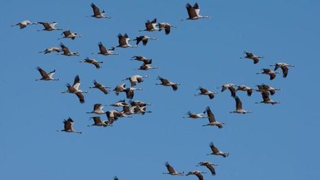 Dia mundial de las aves: Beneficios de proteger nuestro patrimonio ornitológico | #Campoo y Sur de #Cantabria | Scoop.it