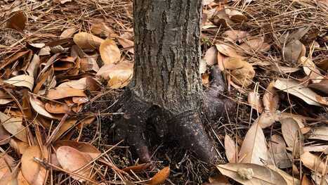 Here's how fallen leaves can help a landscape thrive in Wilmington, NC | Industry 411 - Waste Management | Scoop.it