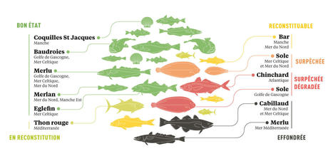 État des populations de poissons en France en 2021 | Biodiversité | Scoop.it