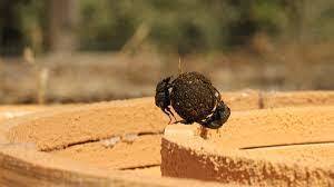 Dung beetles' coordinated cooperative transport | Biomimicry 3.8 | Scoop.it