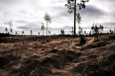 Mets&auml;nhoidon normit luotiin teollisuuden tarpeisiin &ndash; avohakkuu oli ihmisi&auml;n ajan ainoa laillinen tapa hoitaa mets&auml;&auml; &ndash; | A1Uutiset | Scoop.it