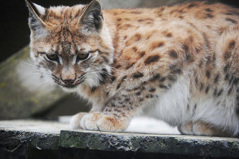 Doubs : un lynx retrouvé mort a bien été victime de braconnage, tué par une arme à feu | Biodiversité | Scoop.it
