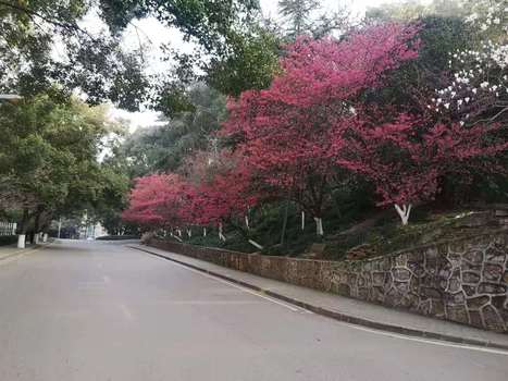 WuDA Cherry Tree Flowers 2021 | Wuhan, Hubei | Scoop.it