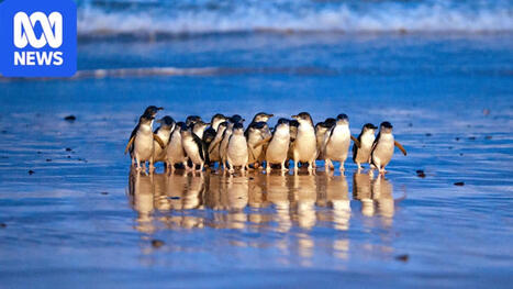 Penguin researchers gather at Phillip Island under shadow of bird flu - ABC News | Operation Deimos | Scoop.it