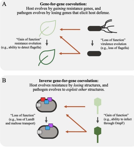 Sustained coevolution of phage Lambda and Escherichia coli involves inner as well as outer membrane defenses and counter-defenses | Brvm | RMH | Scoop.it