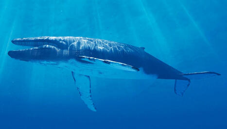 Le chant de la baleine bleue peut être entendu à plus de 1000km de distance | Biodiversité - @ZEHUB on Twitter | Scoop.it
