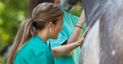 How to Know When to Call the Veterinarian for Your Horse - | Dimples Horse Treats | Scoop.it