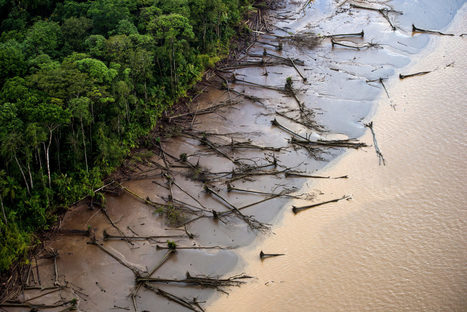 Récif de l'Amazone - Mauvais calcul pour Total | Biodiversité - @ZEHUB on Twitter | Scoop.it