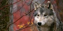 Un dispositif anti-loups est testé aux Diablerets | Loup | Scoop.it