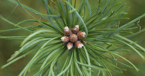 A new pathogen arose in Finland &ndash; our research anticipates its potential effects | World Science Environment Nature News | Scoop.it