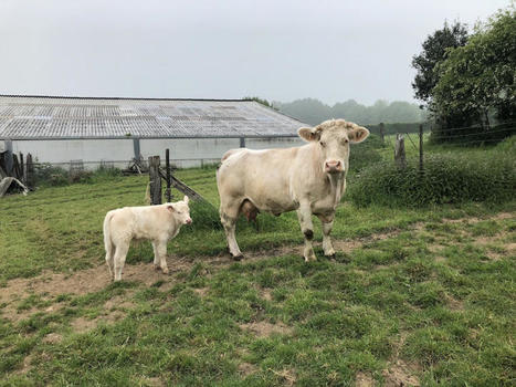 Viande bovine: Elvéa France crée son association d'organisations de producteurs (AOP) | Actualité Bétail | Scoop.it