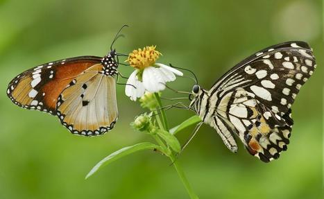 La population des papillons de prairie a diminué de moitié en vingt ans | EntomoNews | Scoop.it