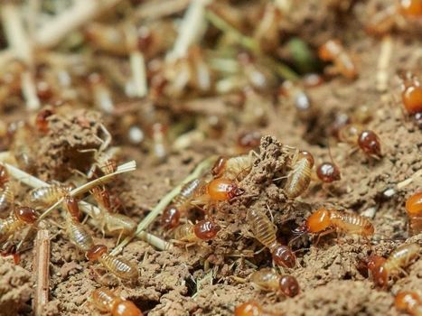 Au Japon, certaines termitières se développent sans aucun mâle | EntomoNews | Scoop.it