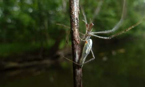 « Bourrés de médocs » sont les benthiques traîne-bûches, les amphibies ornithorynques et les surplombantes araignées | EntomoNews | Scoop.it