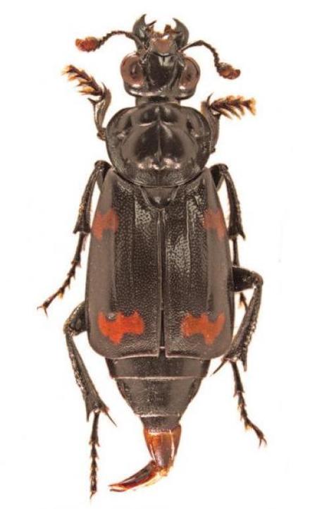 A bit of good luck: A new species of burying beetle from the Solomon Islands Archipelago | Insect Archive | Scoop.it