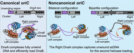 Robust helicase loading mechanism underlies diverse architectures of bacterial replication origins | nar | RMH | Scoop.it