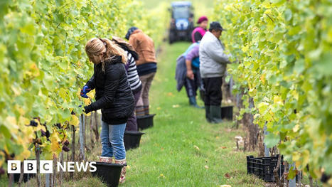 Migrant fruit-pickers are skilled workers, says ex-minister George Eustice | Macroeconomics: UK economy, IB Economics | Scoop.it