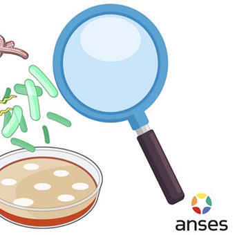 Biologie - EpiEscape : C'est vous l'Investigateur &Eacute;pid&eacute;miologique ! | &Eacute;cole normale sup&eacute;rieure de Lyon | Vari&eacute;t&eacute;s entomologiques | Scoop.it