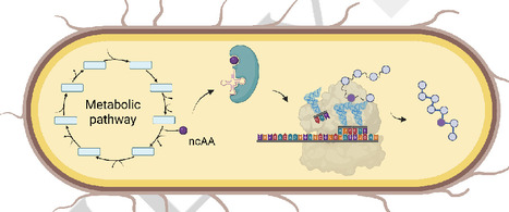 In Vivo Biosynthesis and Direct Incorporation of Non-Canonical Amino Acids into Proteins | cbc | RMH | Scoop.it