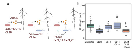 Phage-based depletion of Variovorax reveals interactions within intact microbiomes | Mbm | RMH | Scoop.it