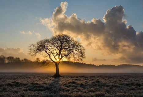 Quel impact le réchauffement a-t-il sur la flore ? Science & Vie | Biodiversité | Scoop.it