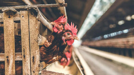 ‘Simply scandalous’: Report exposes how factory farming worsens world FOOD WASTE  | CIHEAM Press Review | Scoop.it