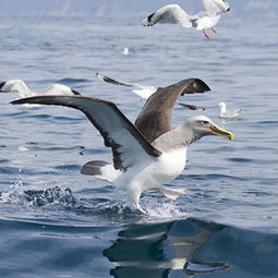 Les Albatros de Buller "profitent" de la chasse maorie aux Puffins fuligineux | Ornithomedia.com | Les oiseaux au gré du vent | Scoop.it