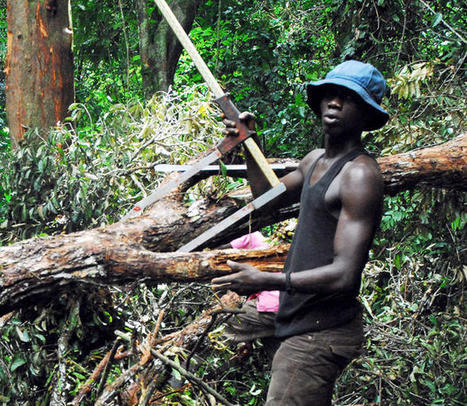 Recherche: Comment mesurer le carbone de nos for&ecirc;ts - Nouvelle Expression | &Eacute;cosyst&egrave;mes Tropicaux | Scoop.it