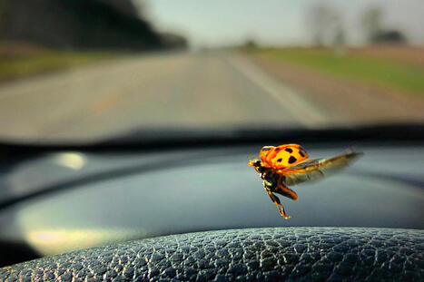 Mesurer le d&eacute;clin des insectes en photographiant sa plaque d&rsquo;immatriculation&nbsp;: une id&eacute;e &laquo;&nbsp;simple et g&eacute;niale&nbsp;&raquo; | Vari&eacute;t&eacute;s entomologiques | Scoop.it