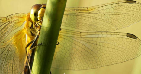 Journée nationale des zones humides : « L’appel des libellules », une ciné-conférence le 2 février à Besançon • | Variétés entomologiques | Scoop.it