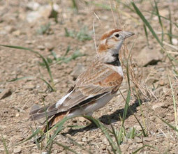 La vallée du monastère d'Ongi (Mongolie), un point-chaud pour les oiseaux migrateurs sibériens | Les oiseaux au gré du vent | Scoop.it