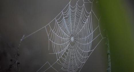 La ciencia se revoluciona y confirma que los más resistentes tejidos ... - lagranepoca | Mi Cajón de Ideas | Scoop.it