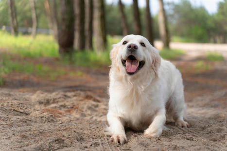 Publican y analizan 2.000 genomas caninos que pueden ayudar a responder preguntas complejas | Personas y Animales | Scoop.it