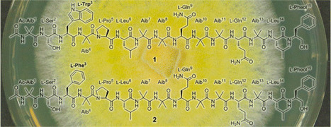 Chilenopeptins A and B, Peptaibols from the Chilean Sepedonium aff. chalcipori KSH 883 | Natural Products Chemistry Breaking News | Scoop.it