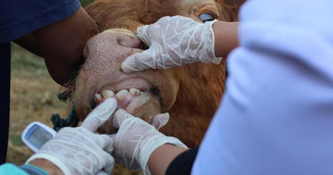 Foot-and-Mouth Disease alert: MALTA imposes import ban, strict controls | CIHEAM Press Review | Scoop.it