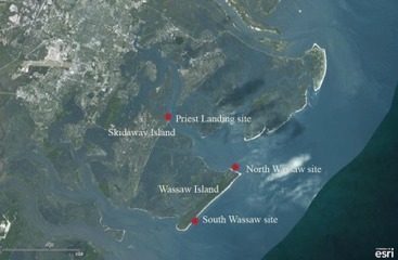 Plastic Debris on Georgia’s Beaches and Marshes: Recently Published Article on the Amounts and Accumulation Rates | Sandy Beach Ecology & Management | Scoop.it