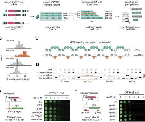 A Noncontiguous Code for RNA-Guided DNA Recognition Preceded CRISPR | brvbe | RMH | Scoop.it