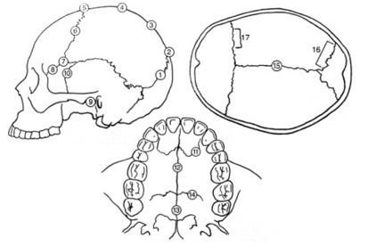 Quick Tips: How To Estimate The Chronological Age Of A Human Skeleton – Cranial Suture Closure Method. | Archaeology Tools | Scoop.it