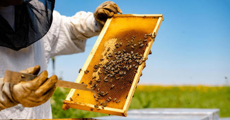 La technologie et l’entomologie : exemple de World Bee Project, “ingénieur de ruche” ! – AgroTIC | Pour innover en agriculture | Scoop.it