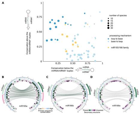 Evolutionary Footprints Reveal Insights into Plant MicroRNA Biogenesis ($) | The Plant Cell | Scoop.it